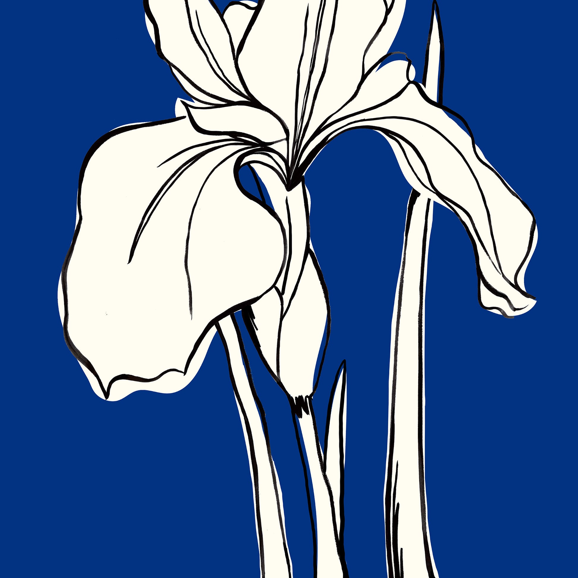 Close-up of Iris Blue artwork — expressive iris line drawing with fine petal and stem detail against bold deep cobalt blue background