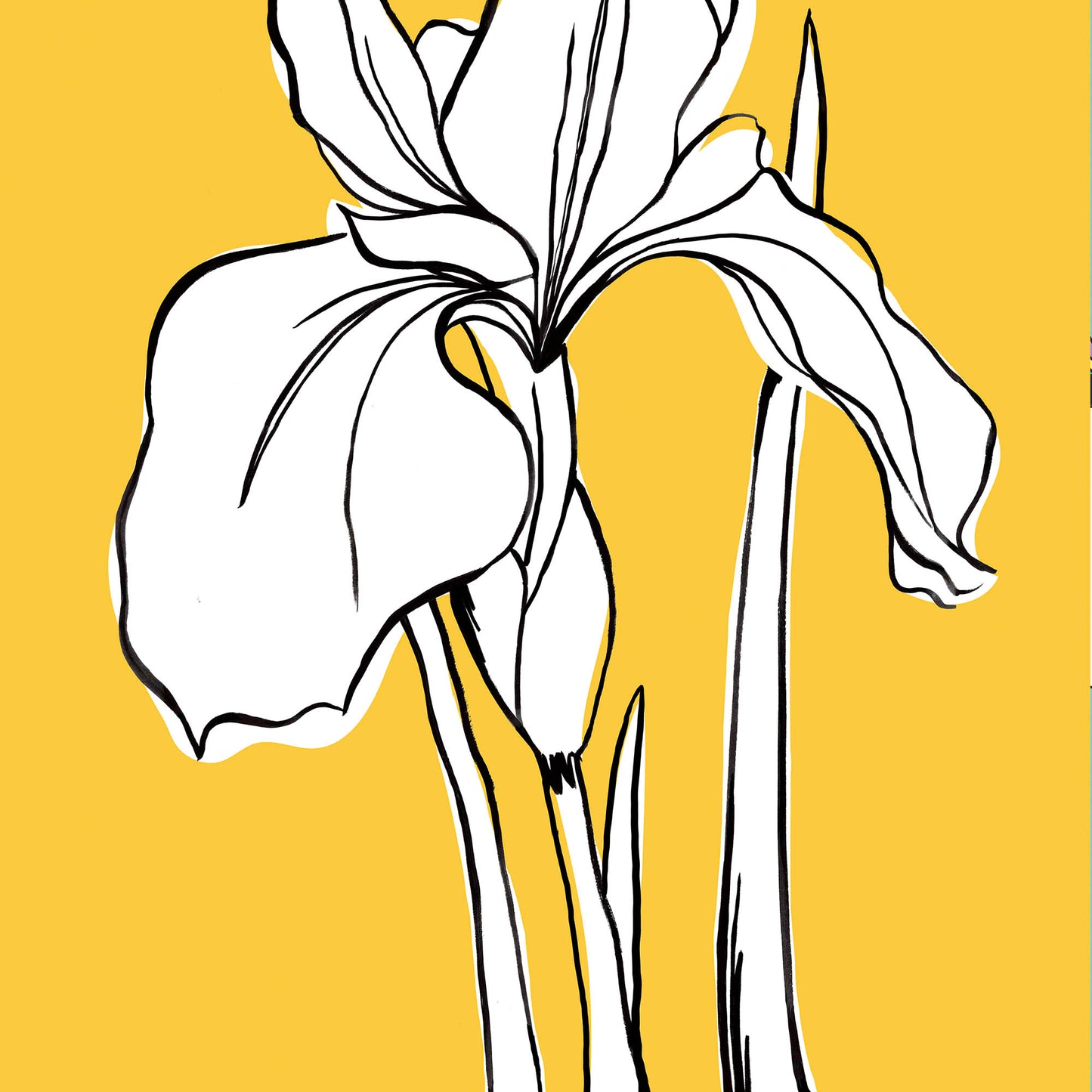 Close-up of Iris Yellow artwork — expressive iris line drawing with fine petal and stem detail against bold warm sunflower yellow background