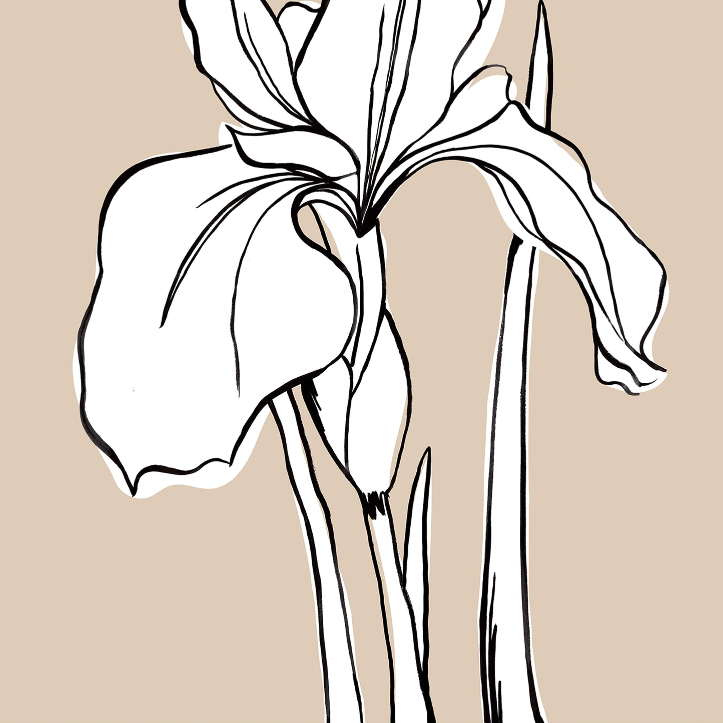 Close-up of Iris Linen artwork — expressive iris line drawing with fine petal and stem detail against soft warm linen background